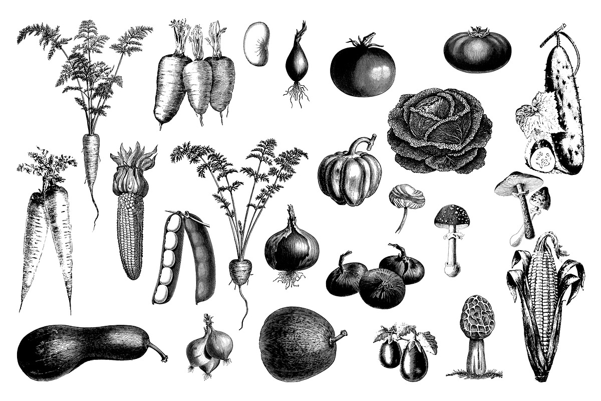 Vegetables Vintage Illustrations, an Illustration by hypegraphic (Photo 2 of 4)