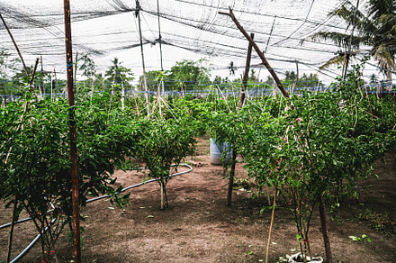 cultivation of trees in a greenhouse, a Nature Photo by SkyNext