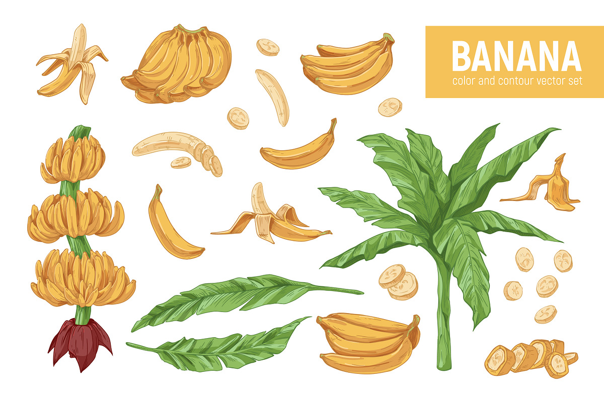 Exotic banana fruit, hand-drawn set, a Food Illustration by Good Studio (Photo 1 of 3)