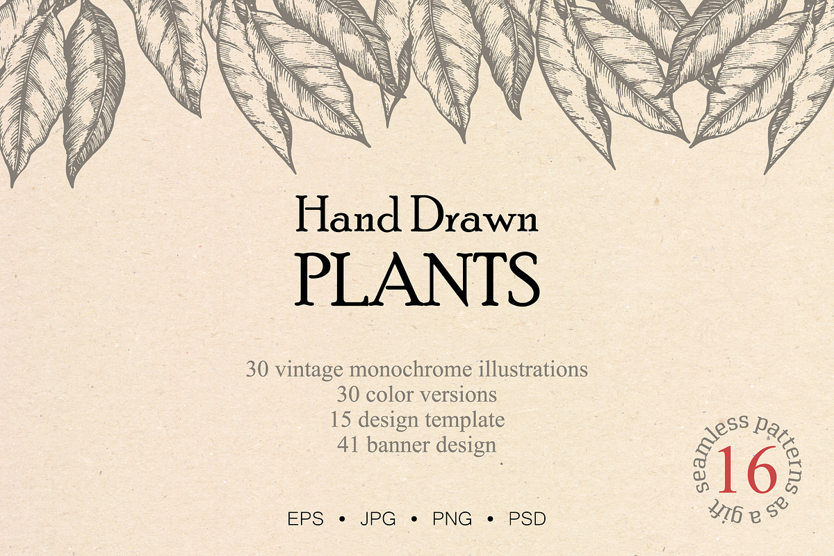 Hand drawn vector plants, a Food Illustration by SHom (Photo 1 of 17)