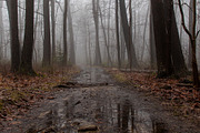 Foggy Photo Bundle, a Nature Photo by Full Circle Design Studio (Thumbnail 4 of 8)