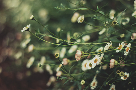 Dainty Daisy Flowers, a Nature Photo by René Jordaan Photography