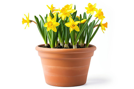 Fresh spring flowers in pot on white background, a Nature Photo by AlyaAnd