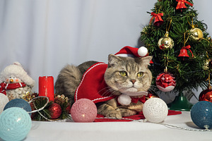 Christmas cat., an Animal Photo by TatsianaSalauyova