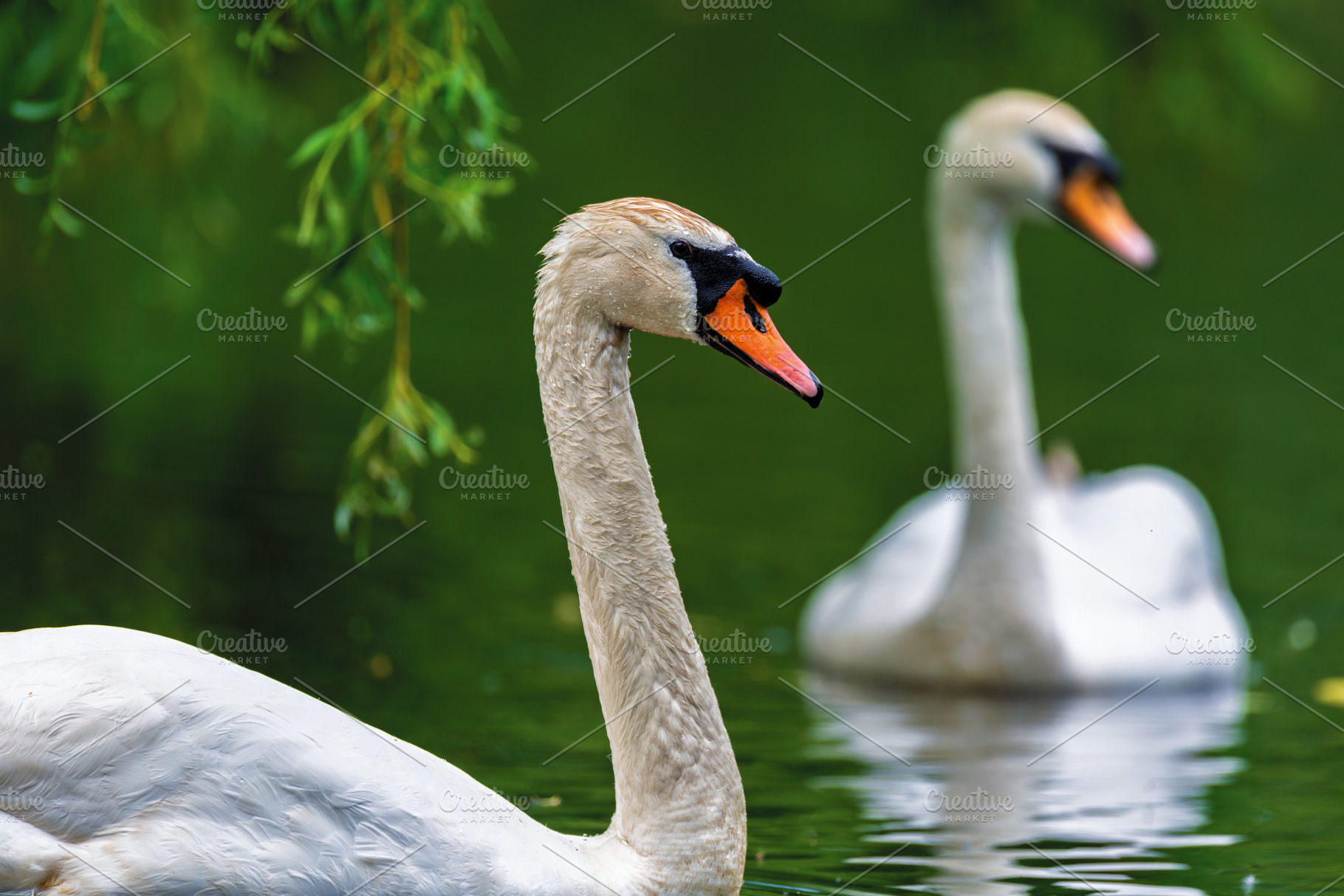 Couple mute swan. Cygnets on summer day in calm water. Bird in t, an Animal Photo by Byrdyak