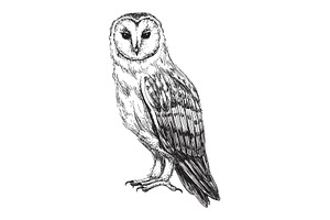 Vintage Barn Owl Vector Etching