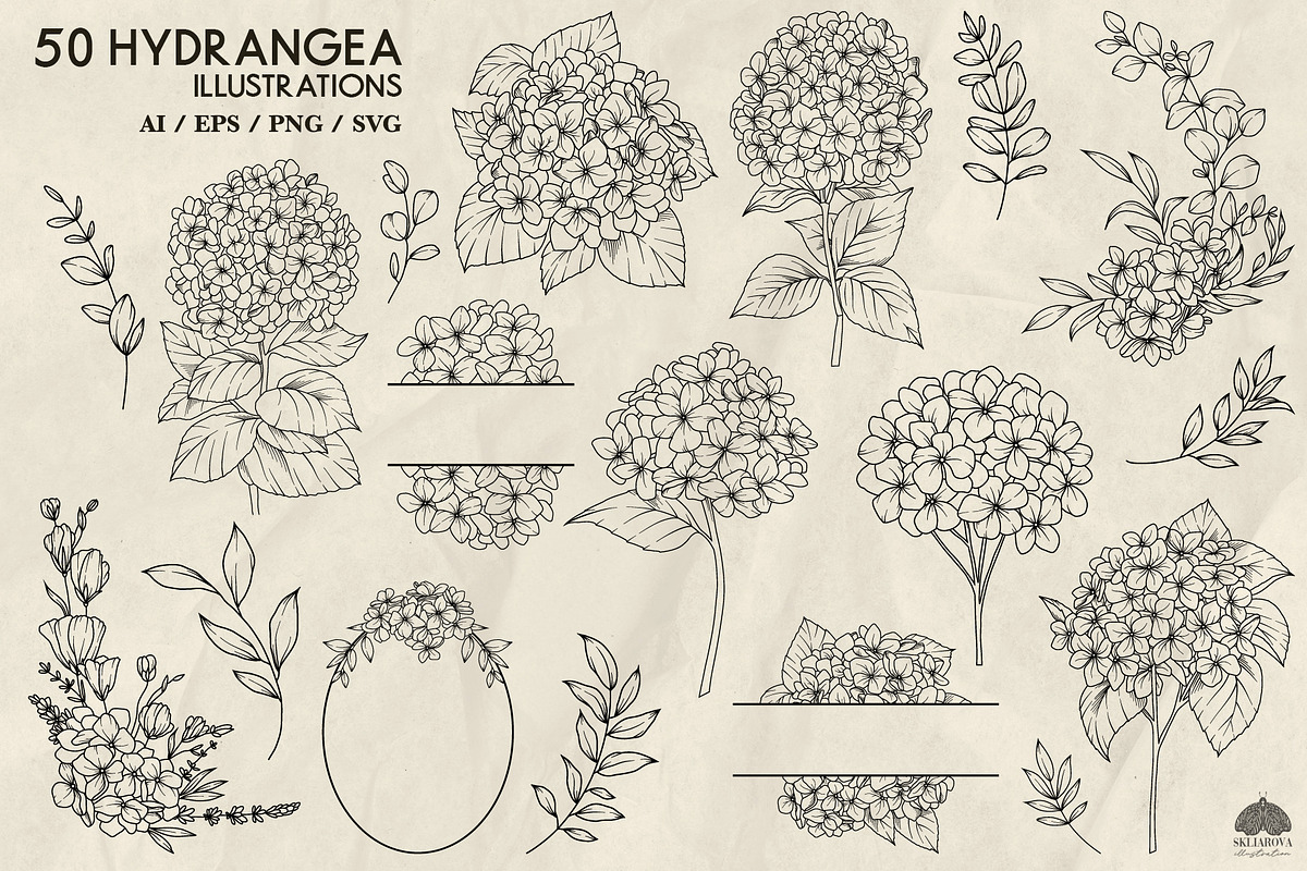 Hydrangea line art + Procreate, a Decorative Illustration by Skliarova (Photo 3 of 4)