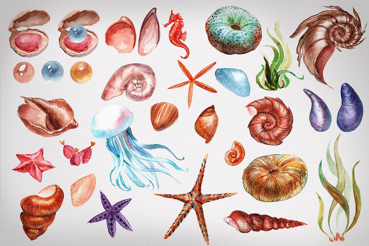 Seashell collection, a Decorative Illustration by Germesia arts store (Photo 4 of 4)