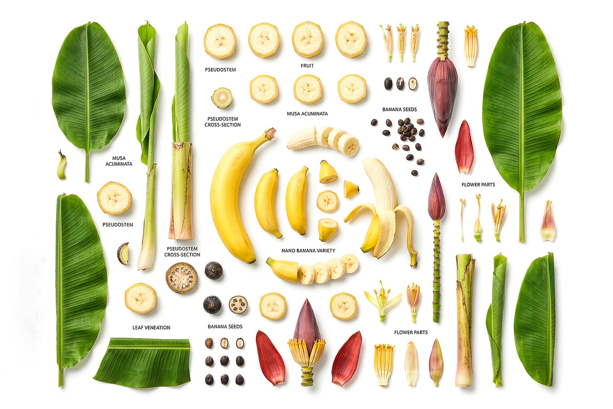 Botanical Plant Anatomy Bundle, an Object Illustration by StockVerse Creative (Photo 3 of 4)
