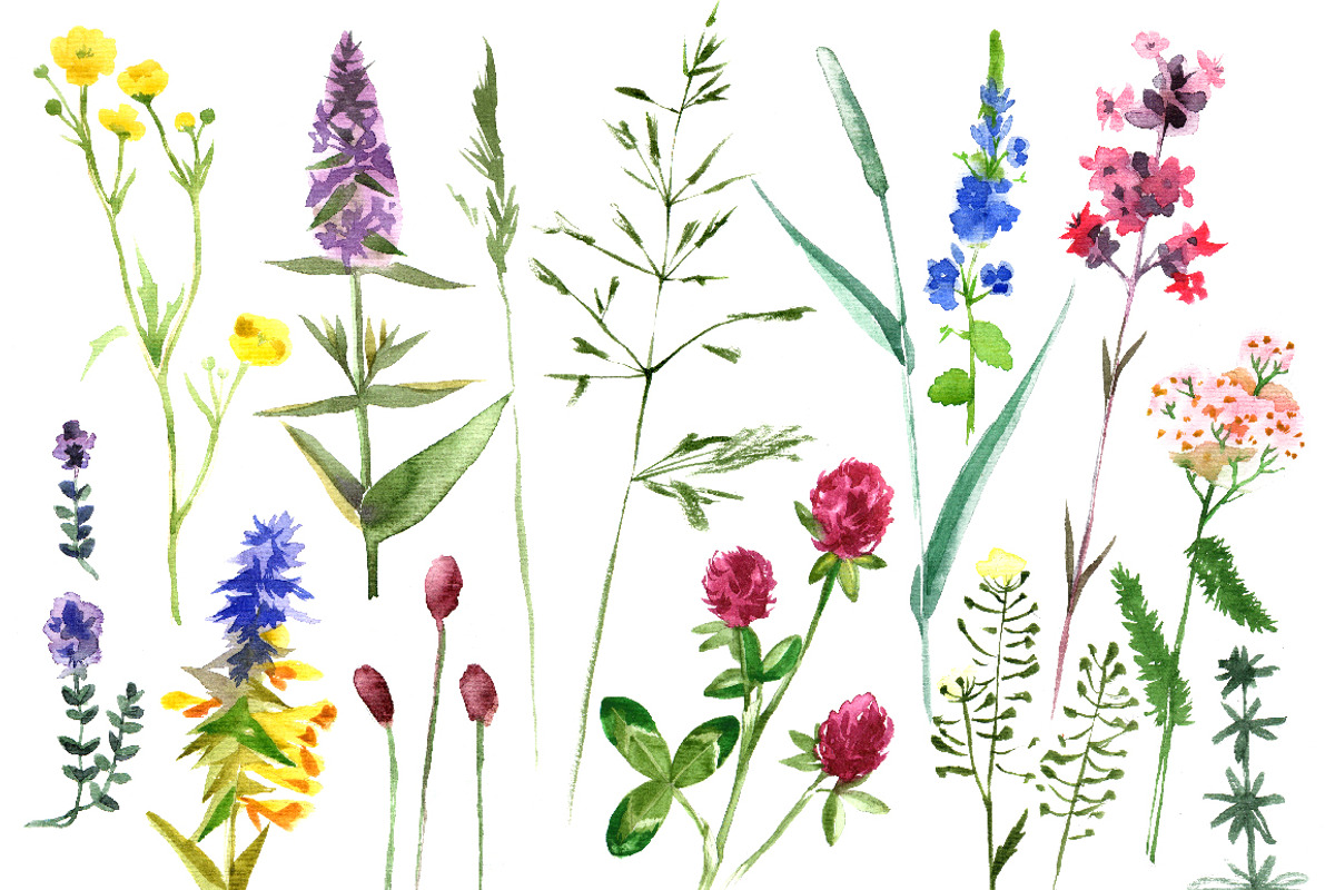 Watercolor herbs and flowers, a Decorative Illustration by handsketched (Photo 2 of 3)