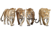 Individual Big Cats Bundle of 24, a Graphic by Jay Major Designs (Thumbnail 5 of 7)