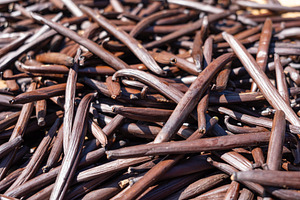 Fresh Tahitian Vanilla Pods Drying on Tahaa Island, French Polyn, a Food & Drink Photo by GoodGoods