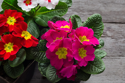 Fresh colorful primula flowers in pots on wooden background top view