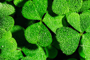 Green clover leaves covered with morning dew drops. Macro background of fresh t, a Nature Photo by Eugene_Photo