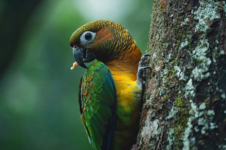 Beautiful brown throated parakeet pe, a Photo by Iftikhar Alam