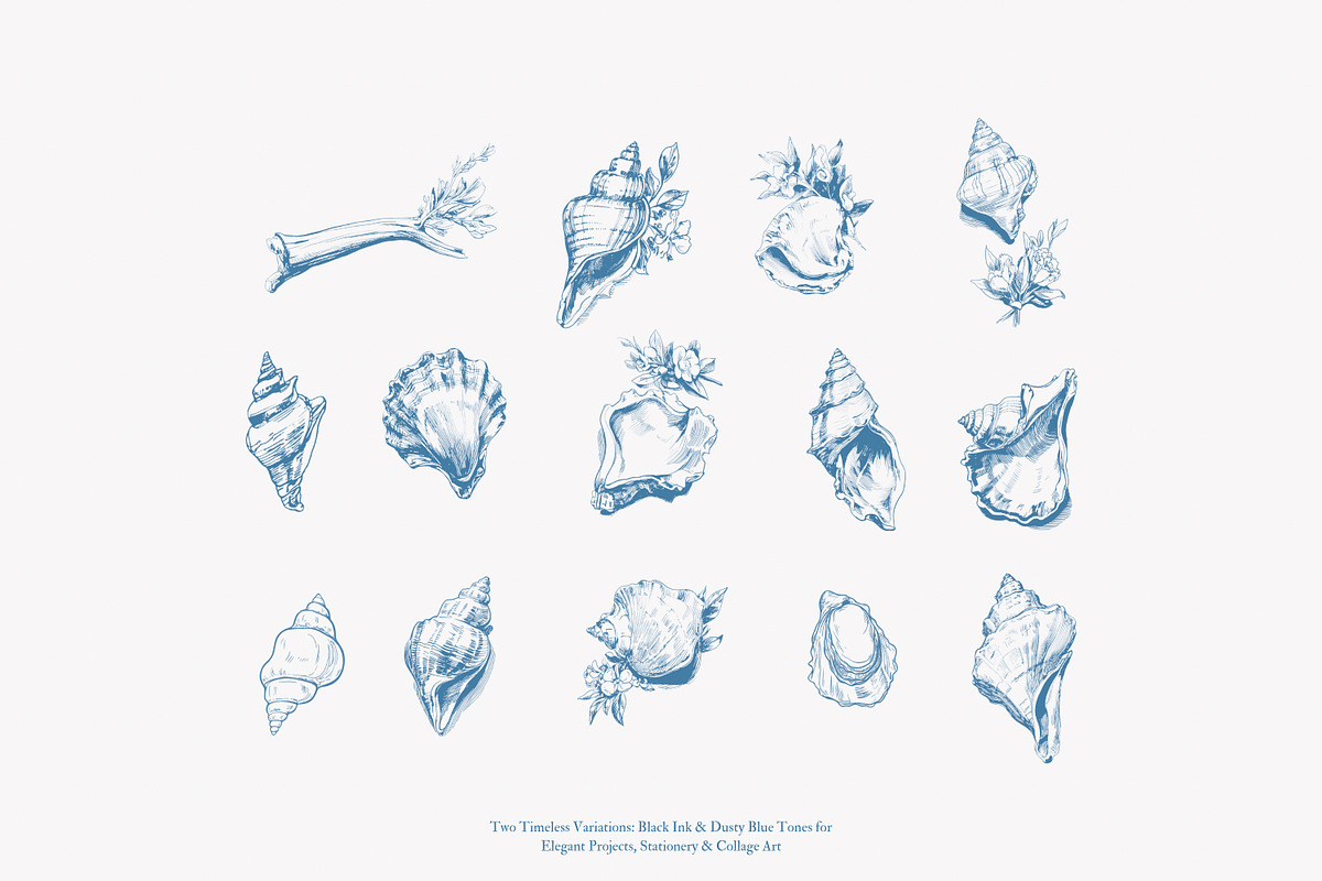 seashell clipart ocean sketch set, a Decorative Illustration by Patishop Art (Photo 8 of 9)