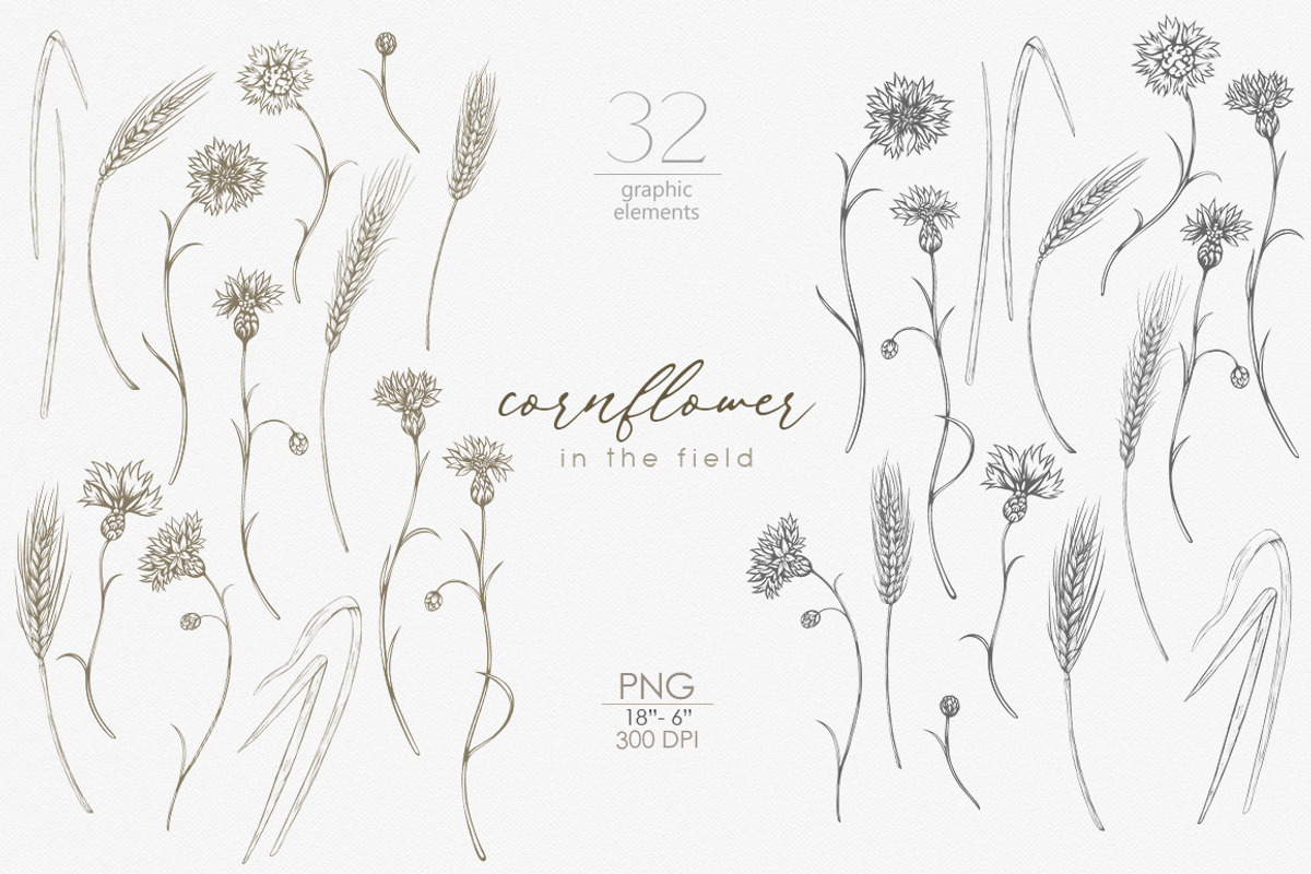 Knapweed and wildflowers collection, an Illustration by ReachDreams (Photo 4 of 12)
