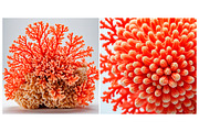 SET Sea coral Underwater Background, a Background Graphic by IrySha (Thumbnail 3 of 6)