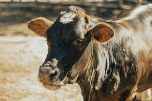 Cow farm vertical portrait, an Animal Photo by SkyNext
