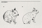 Sketches of the Mara animal in PNG, an Animal Illustration by LOKSKIH (Thumbnail 4 of 6)