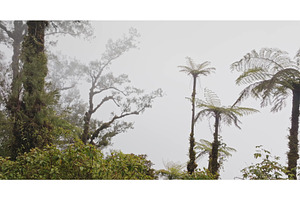 Tropical rainforest canopy in dense, a Nature Photo by Goinyk