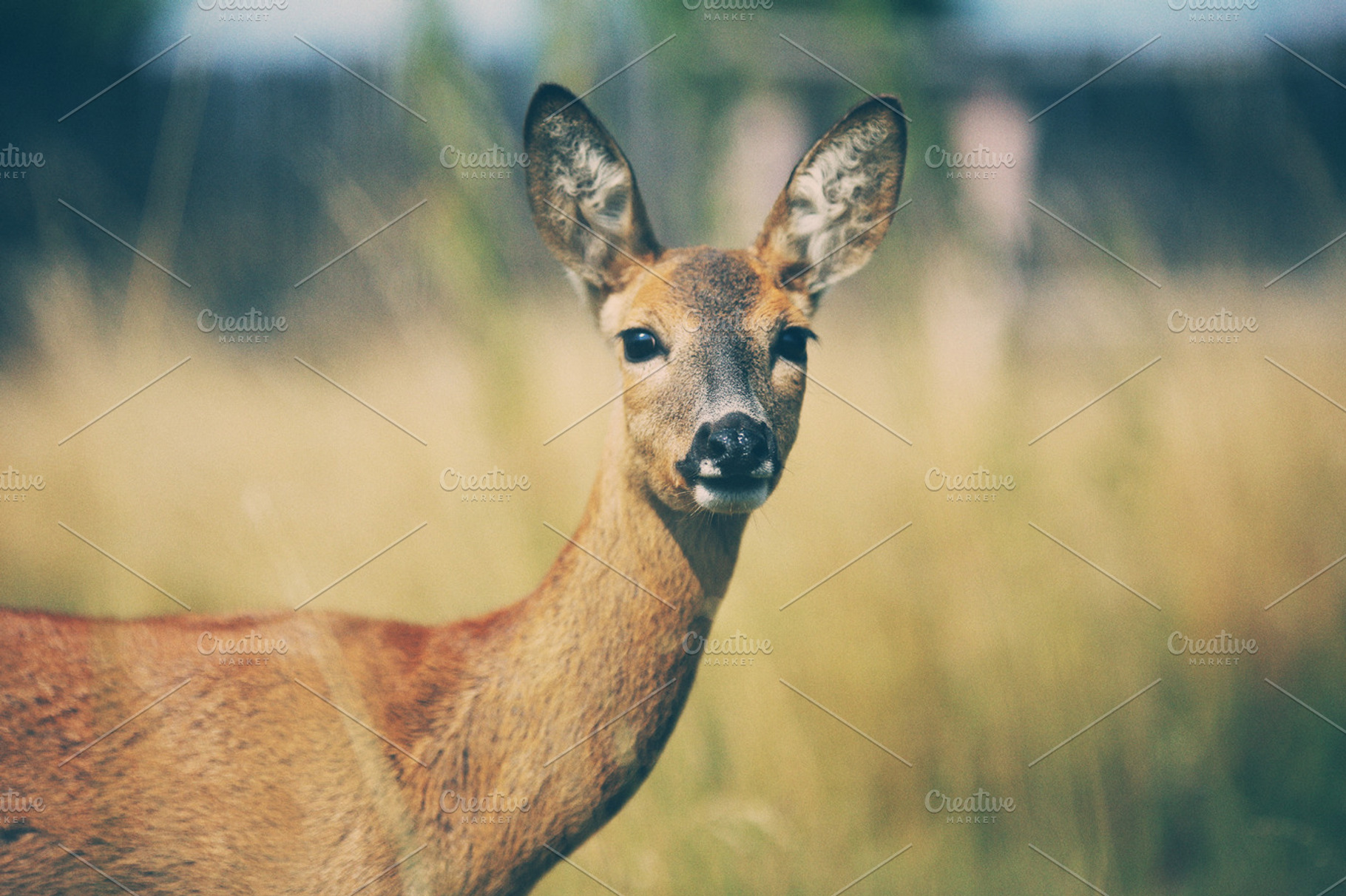 Deer Stock Photograph