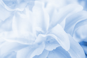 Flower featuring background, flower, and flowers