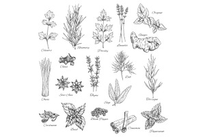 Spices And Herbs Vector Sketch Icons