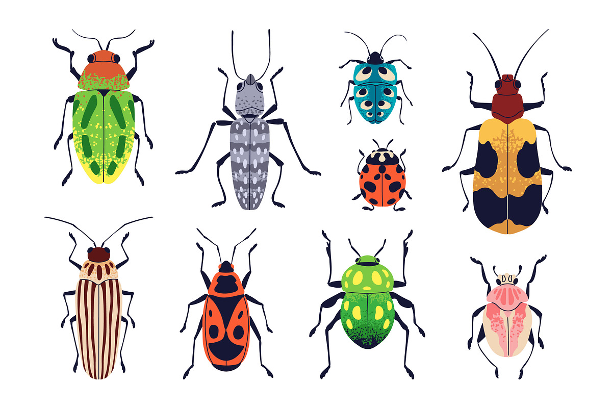 Summer bugs, insects. Beetles set, an Animal Illustration by Good Studio