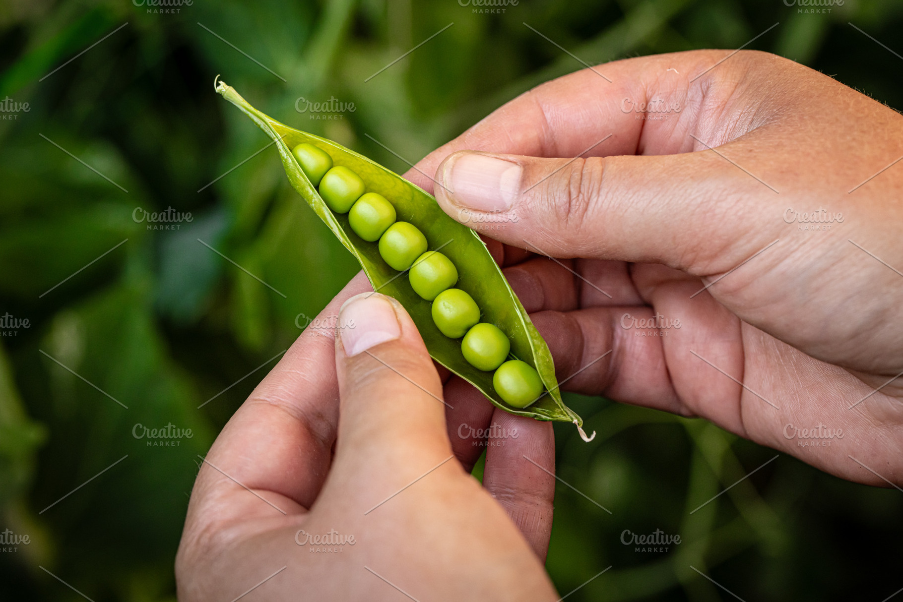 Fresh green peas, a Photo by Grafvision photography
