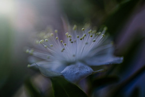 Flowers white nature low light stock photo containing website headers and