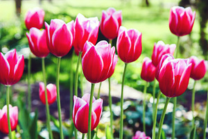 Red tulip flowers, a Nature Photo by BOOCYS
