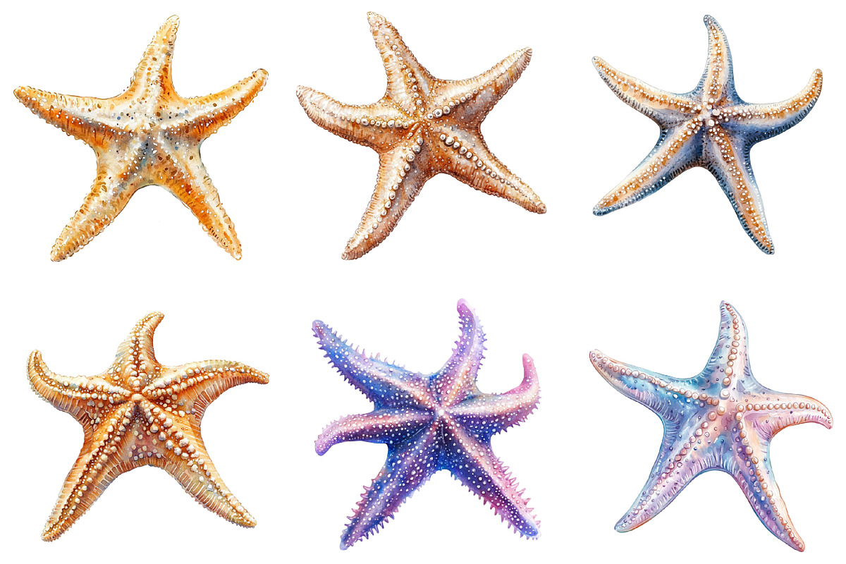 Starfish Watercolor Clipart, an Illustration by SinaCreation (Photo 3 of 5)