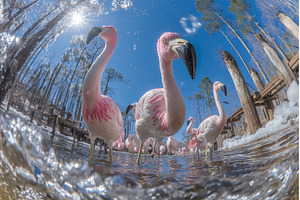 A large group of greater flamingos, an Animal Photo by ZinetroN