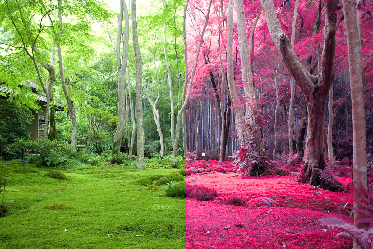 454 Infrared Fantasy Pro LUTs, a Preset Add-On by ShutterPro (Photo 43 of 48)