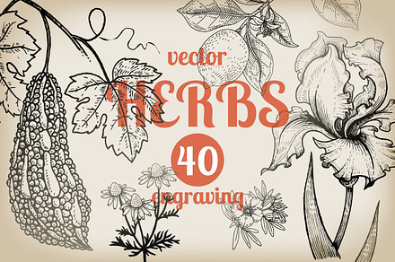 Set 40 hand drawn plants.