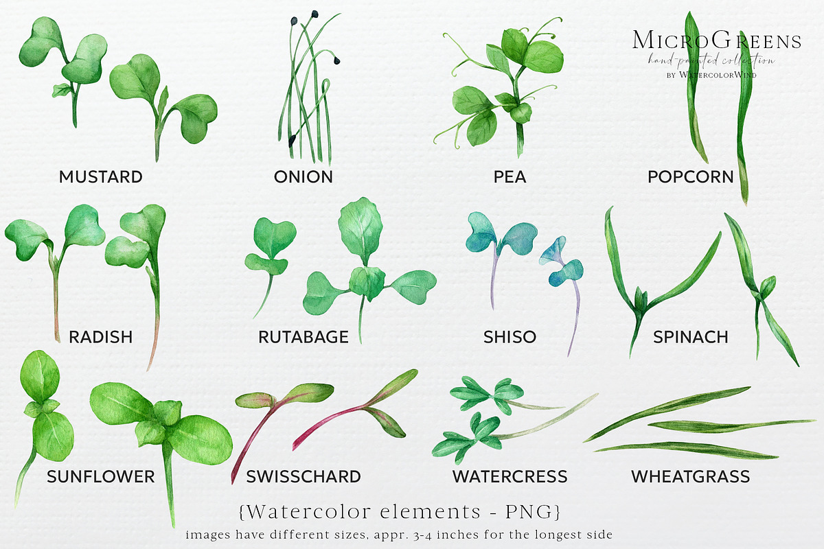 Microgreens sprouted seeds clipart, a Food Illustration by Ksenia Shmakova (Photo 3 of 8)