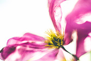 iseeyouflower FLORAL photoset, a Templates & Theme by ISEEYOUPATTERN (Thumbnail 3 of 5)