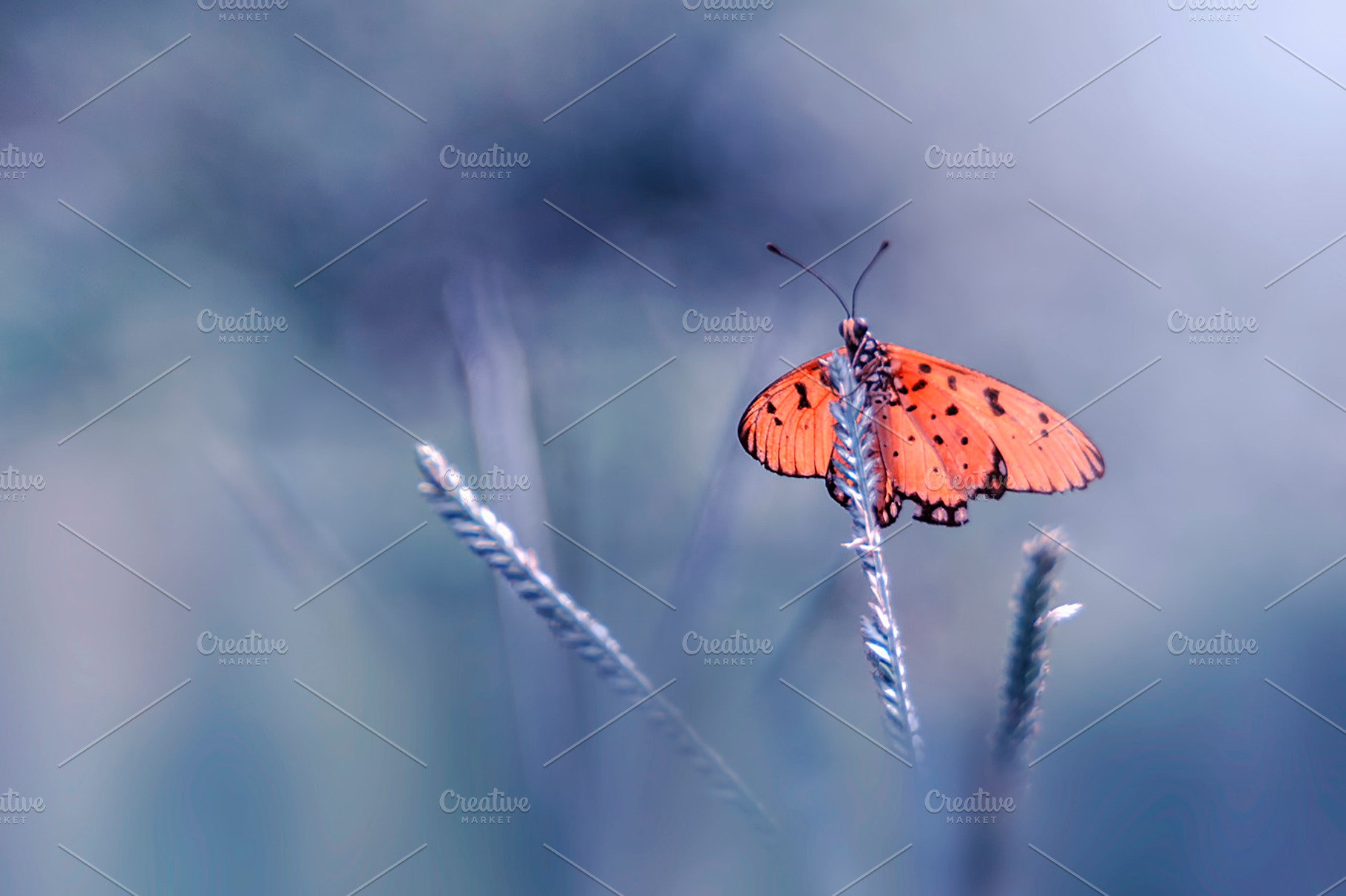 Butterfly macro insect nature stock photo containing butterfly and macro, an Animal Photo by roni kurniawan