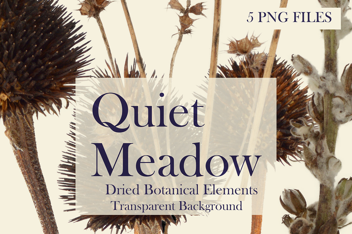 Quiet Meadow — Dried Meadow Botanica, an Object Graphic by Aga Silva (Photo 4 of 4)