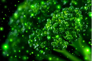 A close-up of young parsley, a Food & Drink Photo by ZinetroN