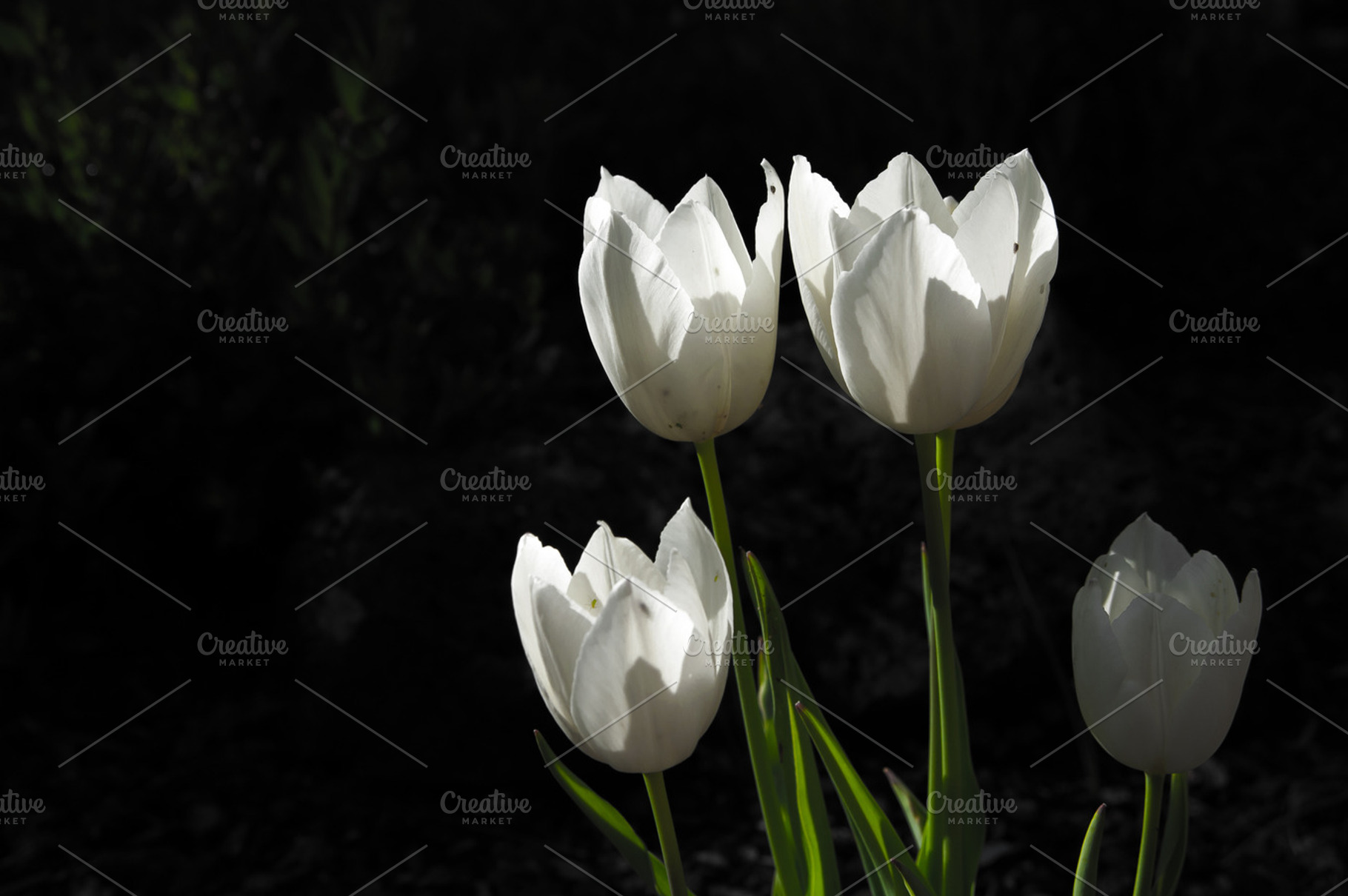 White tulips containing tulips, white, and flower