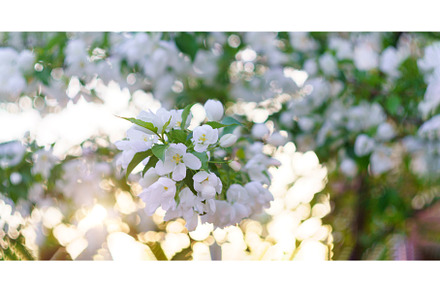 White flowering apple tree in spring, a Nature Photo by darksoul72