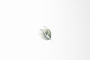 Green leaves - greenery clipart, an Illustration by ollalya (Thumbnail 12 of 12)