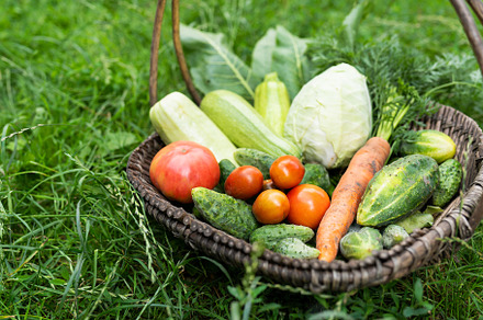 There is a wooden basket with homemade vegetables in the garden. Selective focu, a Food & Drink Photo by Artsaba Family