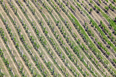 Olive Trees Stock Photo Containing Olive And Trees preview 6