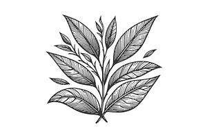 Tea Branch Engraving Line Art Vector