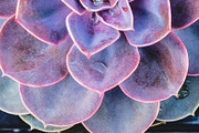 Succulents bundle featuring succulent, green, and plant, a Nature Photo by HG Photography (Thumbnail 3 of 6)