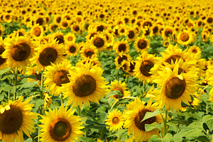 Field of Golden Yellow Sunflowers, a Nature Photo by Sharon Schwalbe