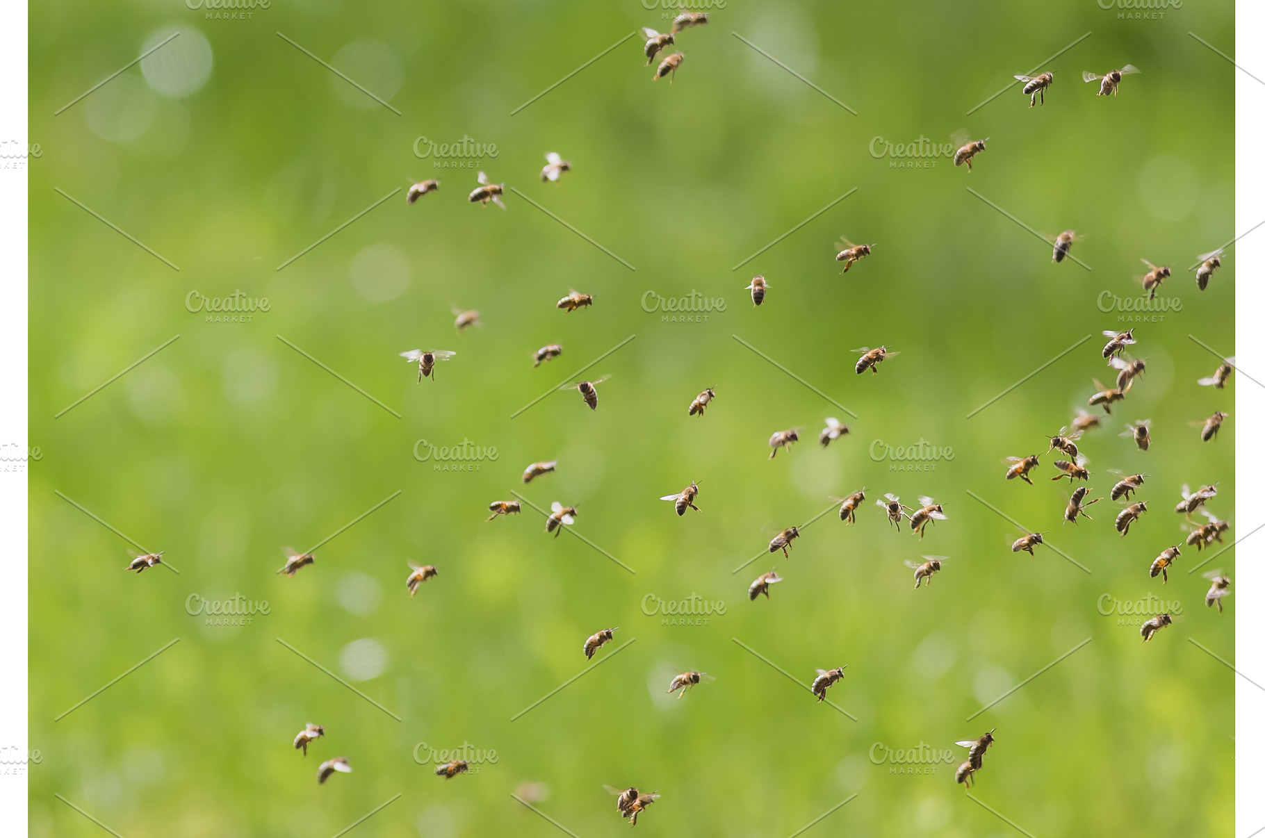 Swarm of bees in flight on a nice, an Animal Photo by Lukas Jonaitis SHOP
